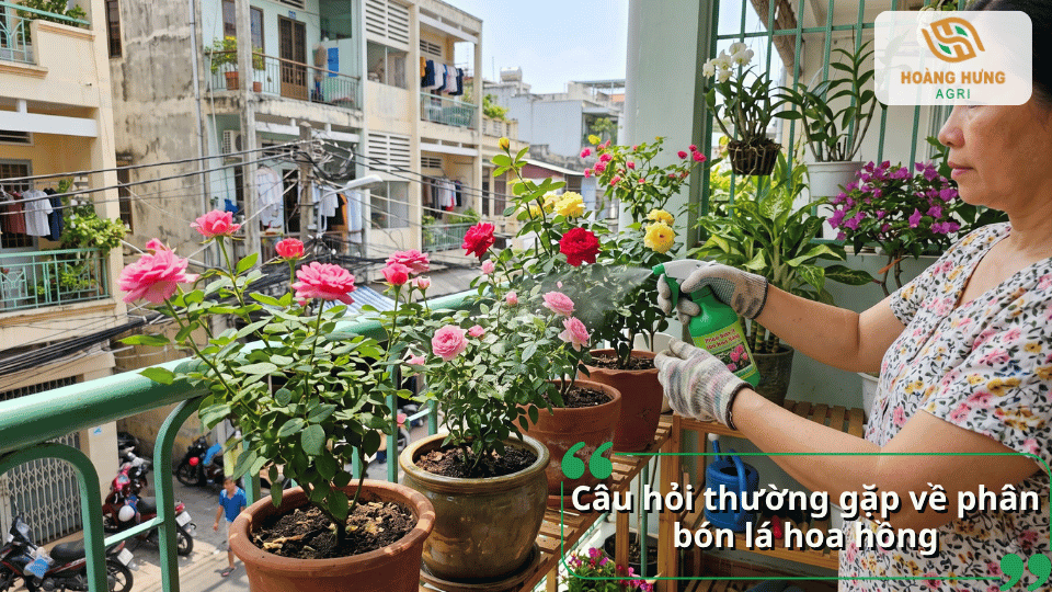 Câu hỏi thường gặp về phân bón lá hoa hồng và cách sử dụng phân bón phù hợp khi chăm sóc hoa hồng