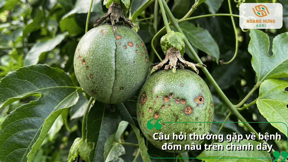 Câu hỏi thường gặp về bệnh đốm nâu trên chanh dây và cách nhận biết, phòng trị bệnh hiệu quả.