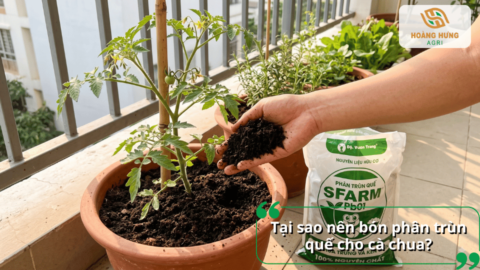 Lý do nên bón phân trùn quế cho cà chua để hỗ trợ cây phát triển tốt.