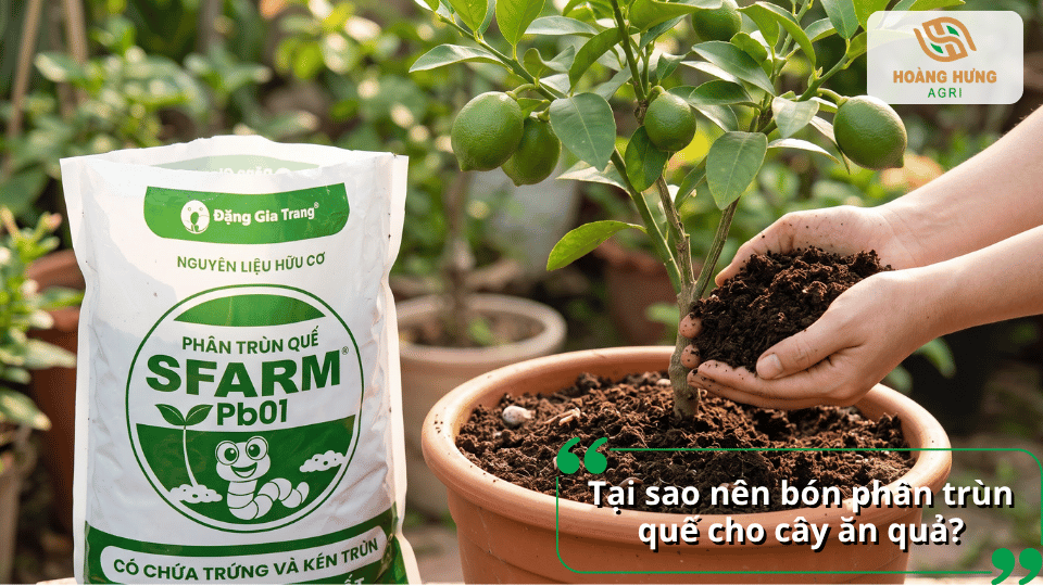 Lợi ích của việc bón phân trùn quế cho cây ăn quả giúp bổ sung dinh dưỡng cho cây.