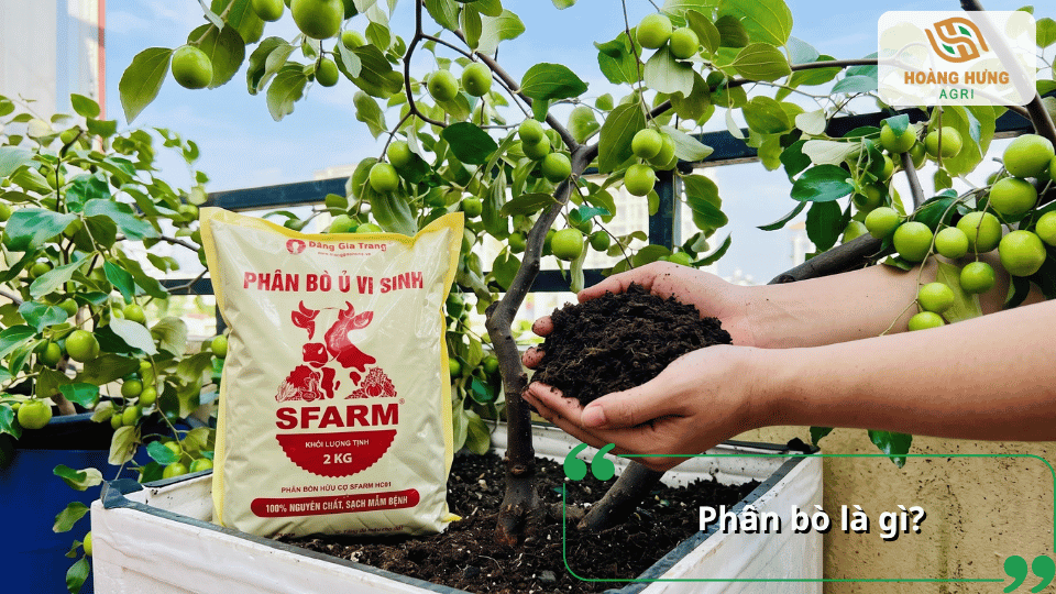 Phân bò là nguồn phân hữu cơ được sử dụng để bổ sung dinh dưỡng cho cây trồng.