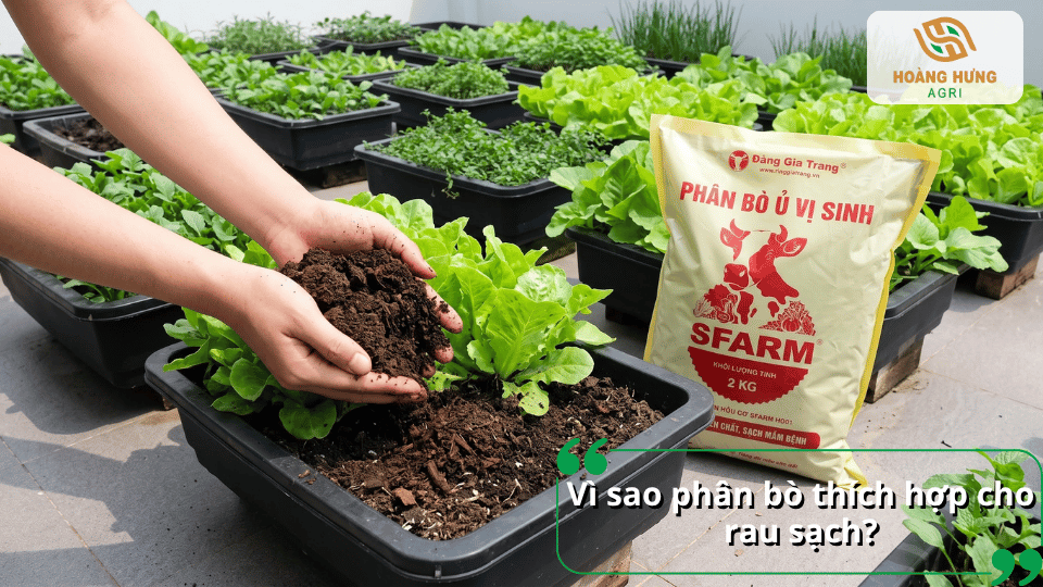 Phân bò phù hợp cho rau sạch nhờ khả năng bổ sung hữu cơ và cải thiện đất trồng.