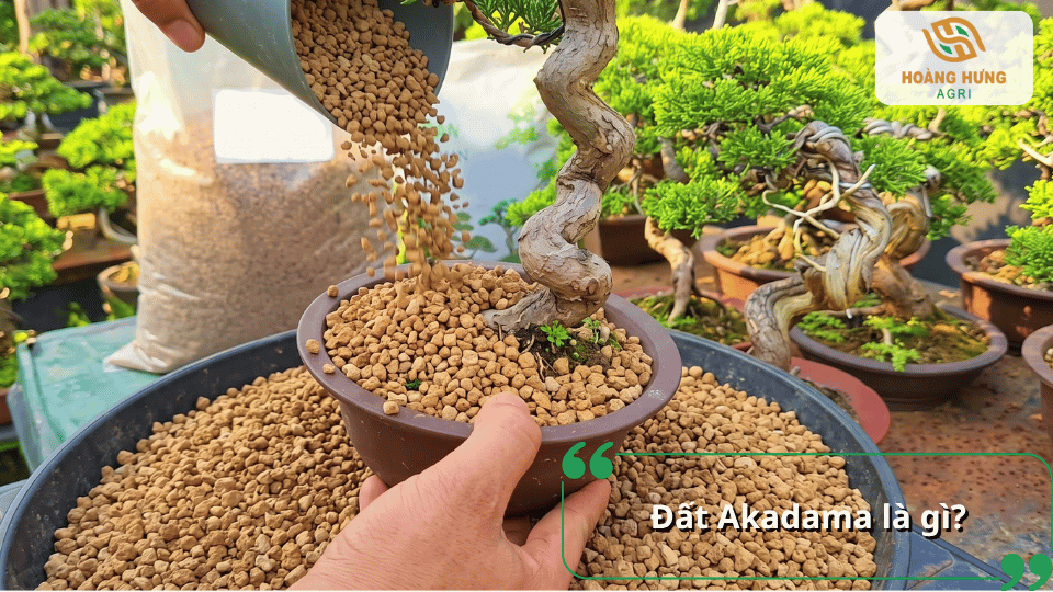 Đất Akadama là gì? Các hạt Akadama với nhiều kích thước và màu sắc khác nhau.