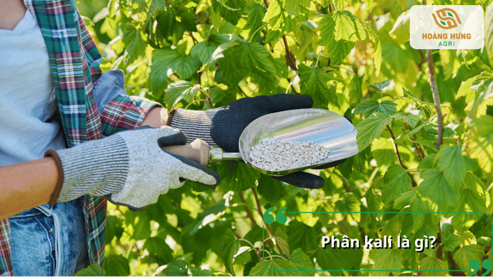 Phân kali là gì và đặc điểm của loại phân cung cấp kali cho cây trồng.