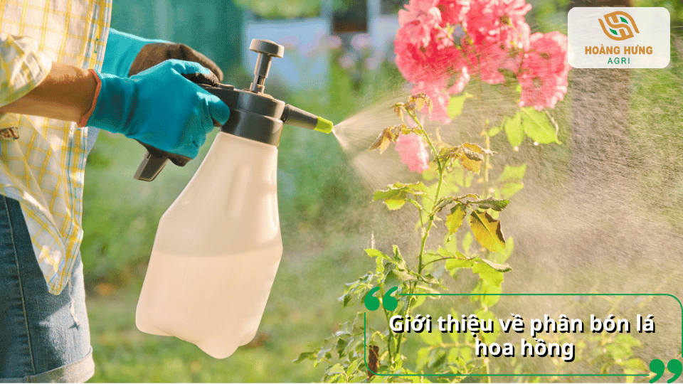 Giới thiệu về phân bón lá hoa hồng và hình ảnh người làm vườn sử dụng bình phun để cung cấp dinh dưỡng