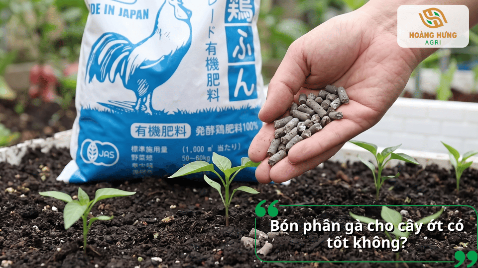 Bón phân gà cho cây ớt với liều lượng phù hợp để hỗ trợ cây con phát triển khỏe mạnh.