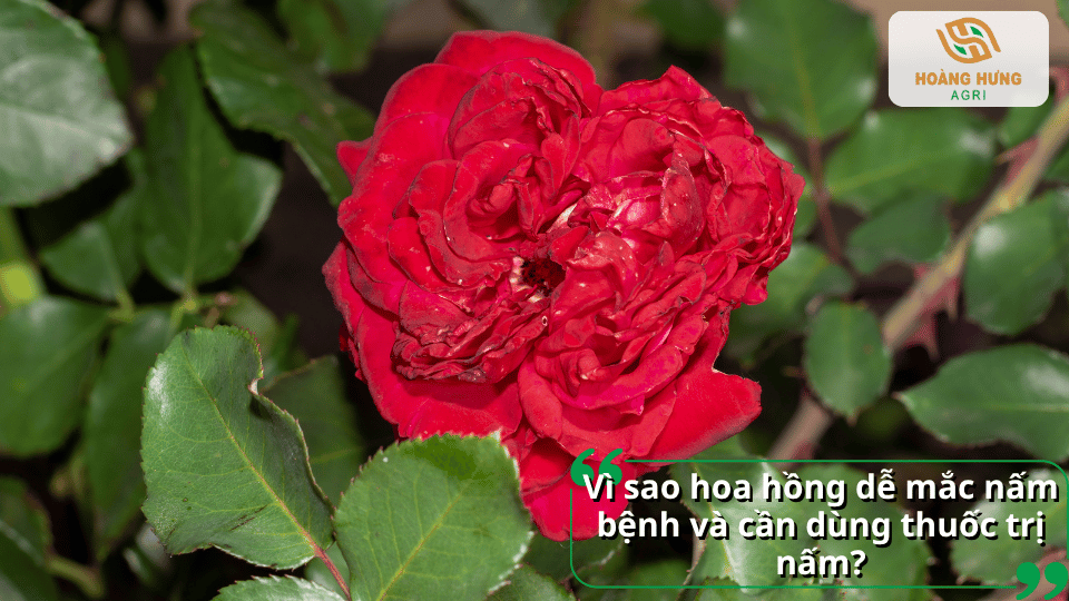 Hoa hồng dễ mắc nấm bệnh và cần sử dụng thuốc trị nấm phù hợp để bảo vệ cây khỏe mạnh