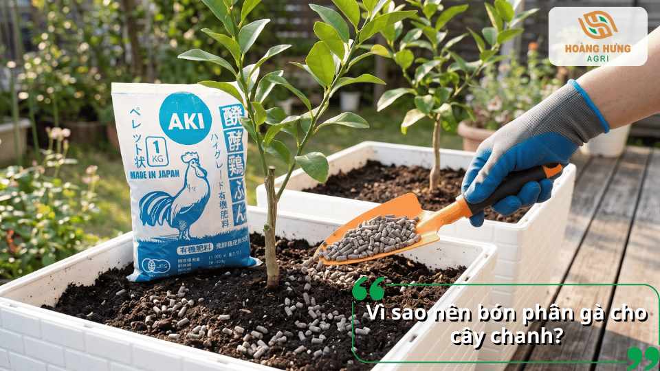 Lợi ích của việc bón phân gà cho cây chanh, hỗ trợ cây phát triển khỏe mạnh.