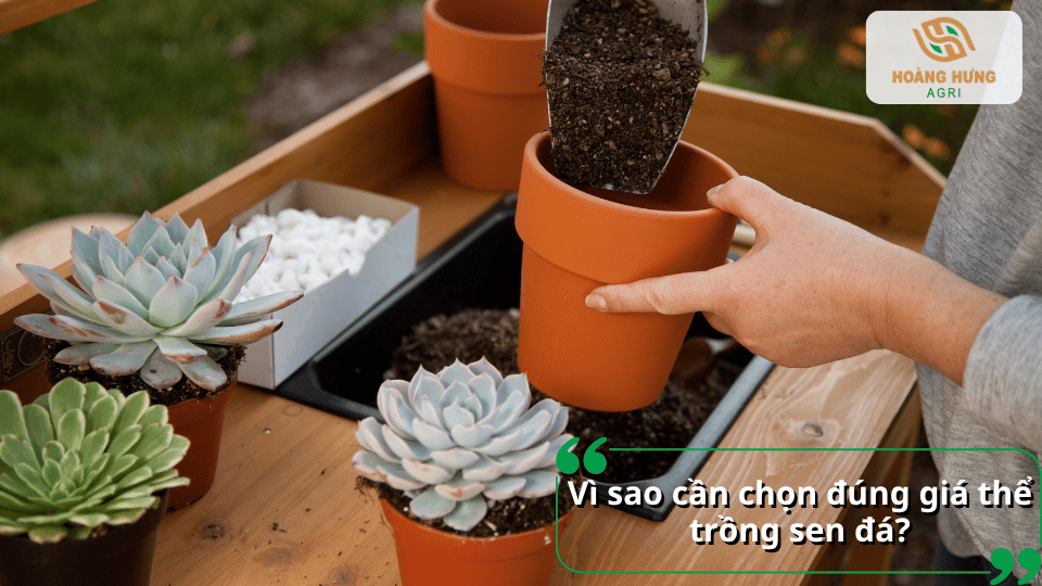 Vì sao cần chọn đúng giá thể trồng sen đá để tạo môi trường phù hợp, hỗ trợ rễ phát triển và hạn chế tình trạng úng nước.