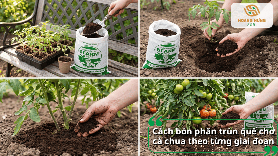 Cách bón phân trùn quế cho cà chua theo từng giai đoạn sinh trưởng.