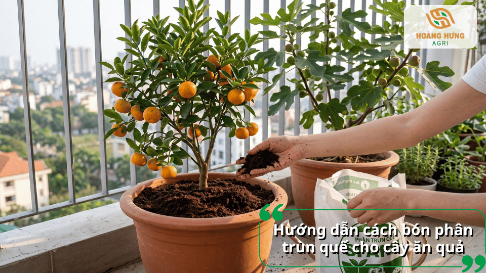 Hướng dẫn cách bón phân trùn quế cho cây ăn quả đúng kỹ thuật và hiệu quả.
