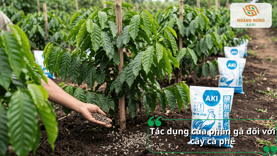 Tác dụng của phân gà đối với cây cà phê, giúp bổ sung dinh dưỡng và hỗ trợ cây sinh trưởng trong vườn.