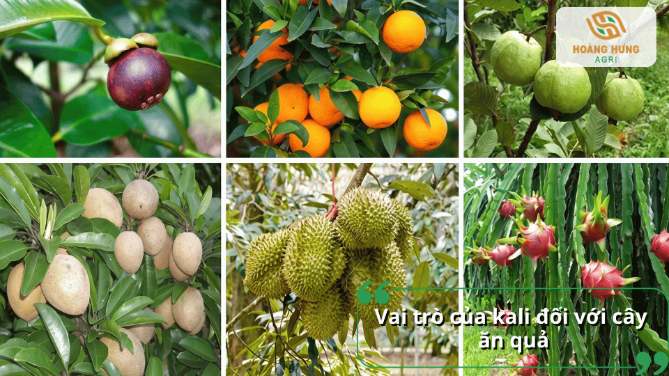 Vai trò của kali đối với cây ăn quả trong quá trình sinh trưởng và phát triển.