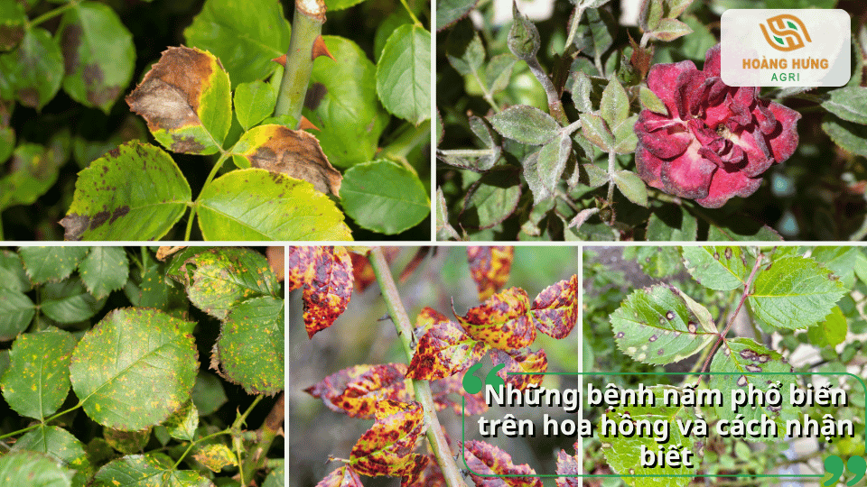 Những bệnh nấm phổ biến trên hoa hồng và cách nhận biết các dấu hiệu bệnh thường gặp trên cây