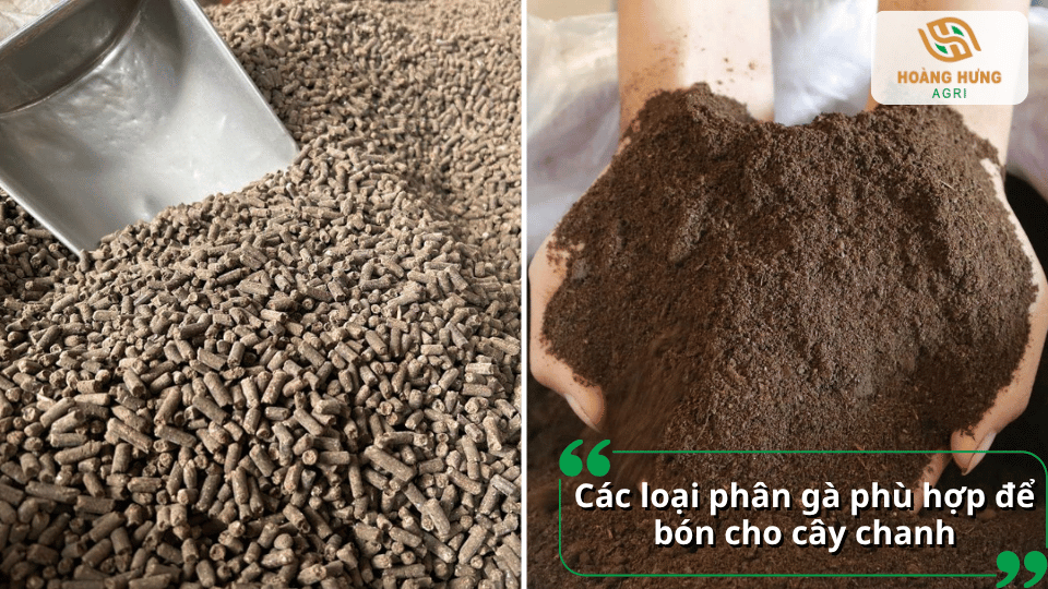 Các loại phân gà phù hợp để bón cho cây chanh và bổ sung dinh dưỡng cho cây.