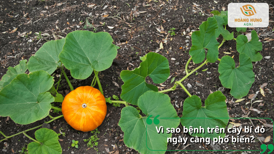 Cây bí đỏ và quả bí minh họa nguyên nhân khiến bệnh trên cây ngày càng phổ biến.