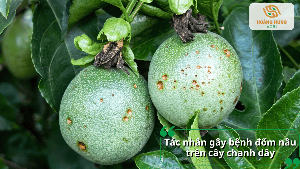 Tác nhân gây bệnh đốm nâu trên cây chanh dây làm xuất hiện các vết đốm nâu trên quả.