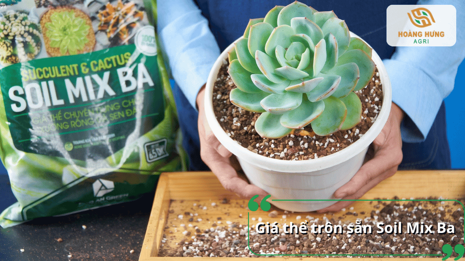 Giá thể trộn sẵn Soil Mix Ba chuyên dụng cho xương rồng và sen đá, được sử dụng để trồng cây trong chậu.