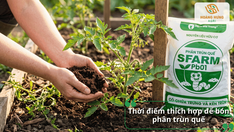 Thời điểm thích hợp để bón phân trùn quế cho cà chua đạt hiệu quả tốt.