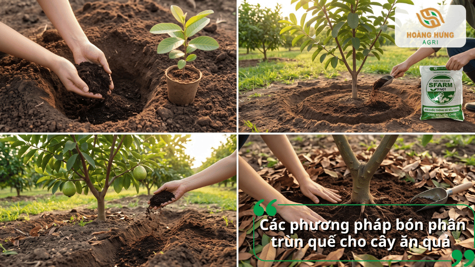 Các phương pháp bón phân trùn quế cho cây ăn quả trong chậu và ngoài vườn.