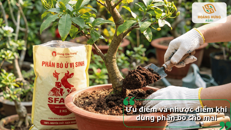 Ưu điểm và nhược điểm khi dùng phân bò cho mai vàng trong quá trình chăm sóc cây.