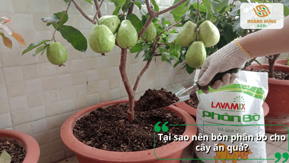 Bón phân bò cho cây ăn quả giúp bổ sung dinh dưỡng và hỗ trợ cây sinh trưởng khỏe mạnh.