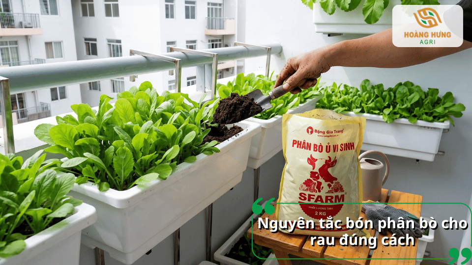 Nguyên tắc bón phân bò cho rau đúng cách, giúp cây hấp thu dinh dưỡng hiệu quả.