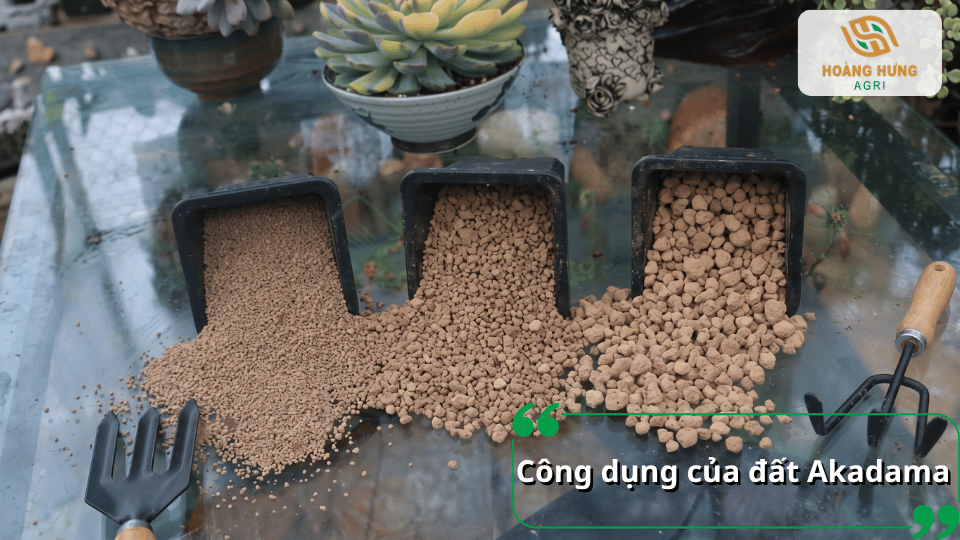 Công dụng của đất Akadama làm giá thể cho cây cảnh và bonsai.
