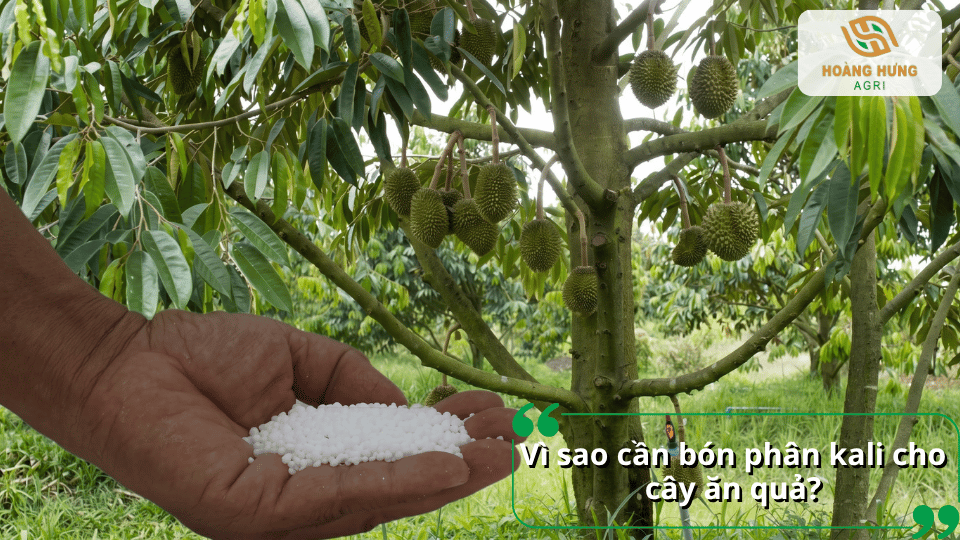Lý do nên bón phân kali cho cây ăn quả để hỗ trợ cây phát triển và tăng chất lượng trái.