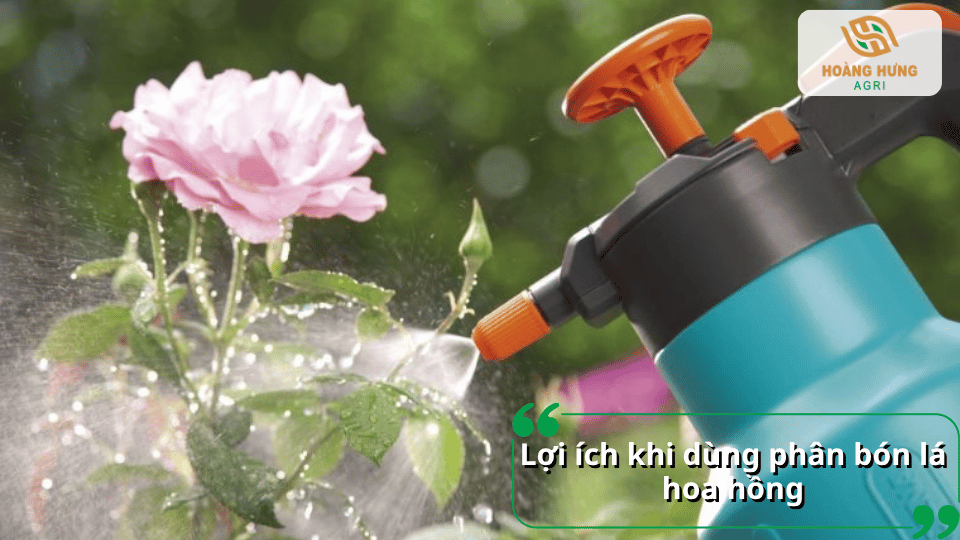 Lợi ích khi sử dụng phân bón lá cho hoa hồng, hỗ trợ bổ sung dinh dưỡng qua lá và chăm sóc cây