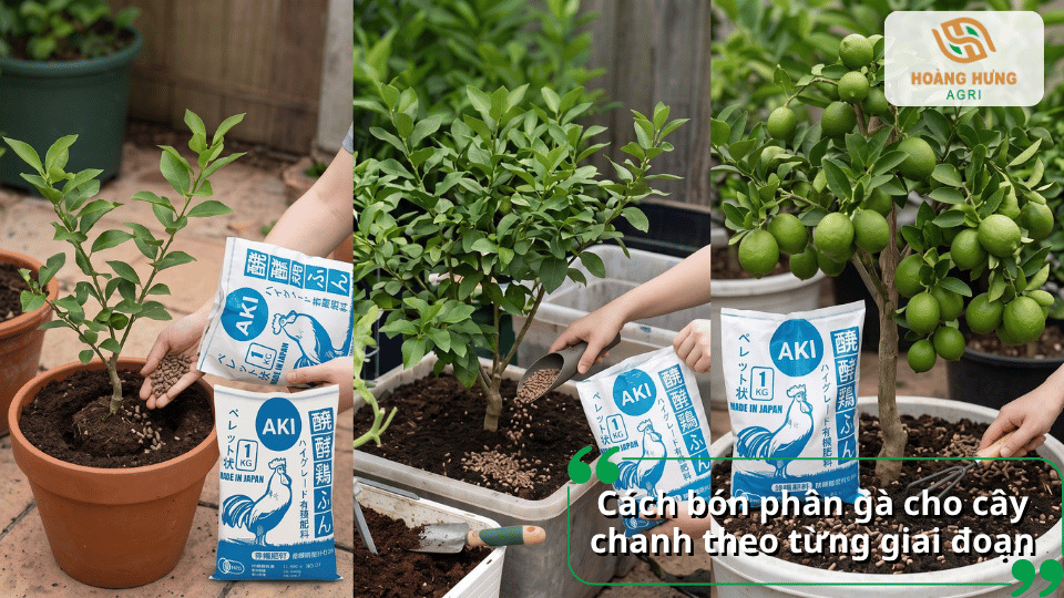 Cách bón phân gà cho cây chanh theo từng giai đoạn sinh trưởng của cây.