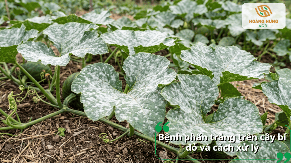 Bệnh phấn trắng trên cây bí đỏ với lớp nấm trắng trên lá và cách xử lý hiệu quả.