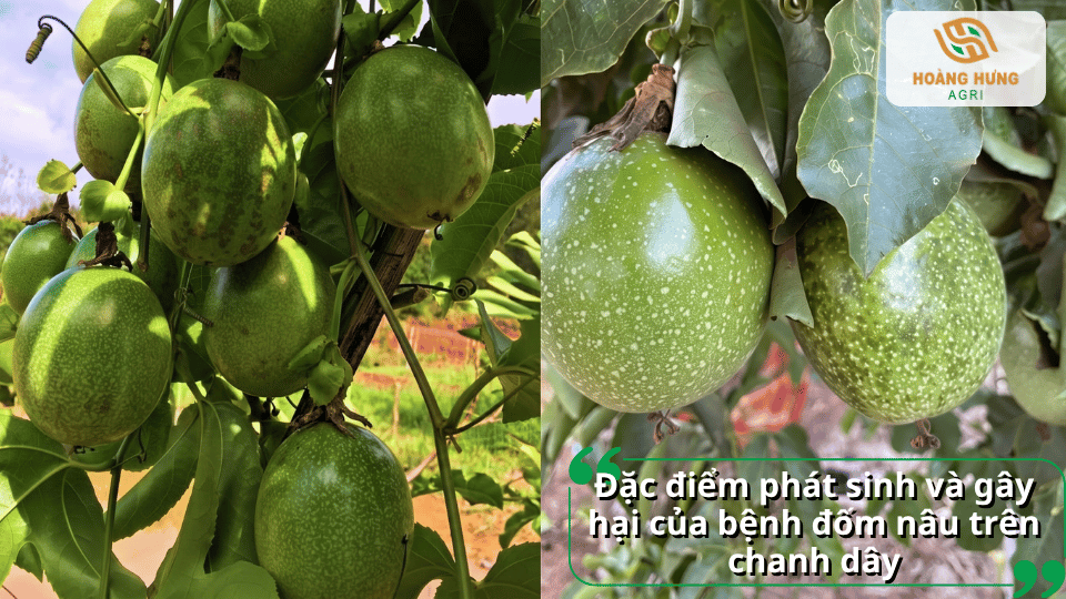 Đặc điểm phát sinh và gây hại của bệnh đốm nâu trên chanh dây ở lá, thân và quả.