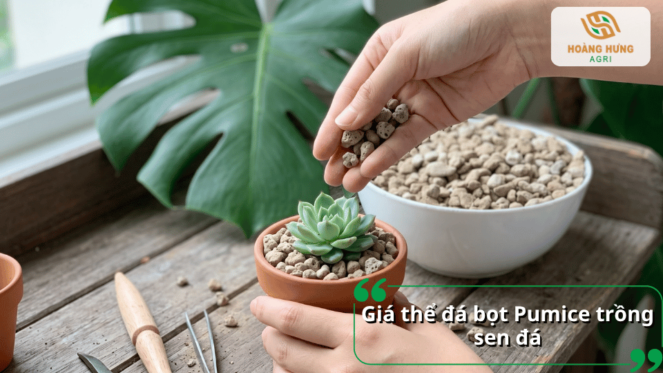 Giá thể đá bọt Pumice trồng sen đá với các hạt đá xốp được rải trên bề mặt chậu, hỗ trợ tạo độ thông thoáng cho cây.