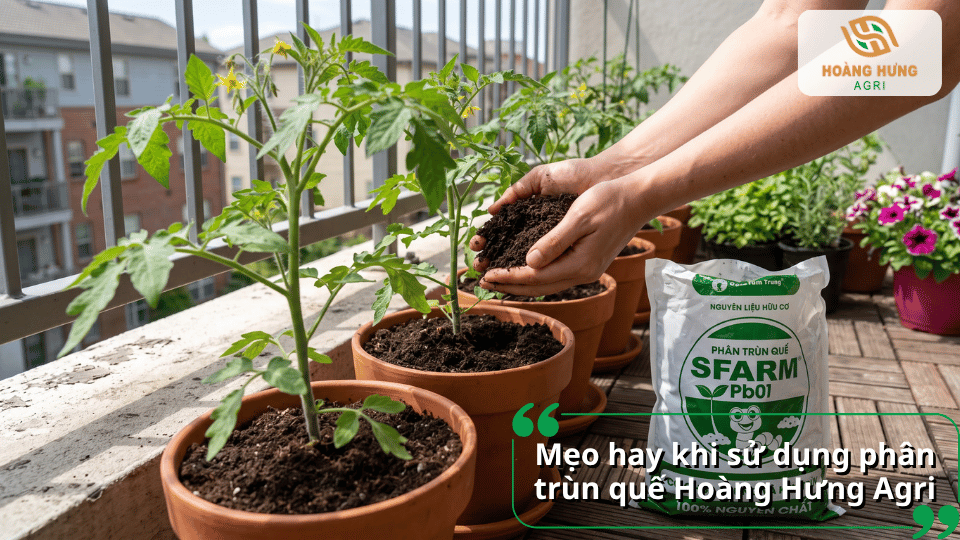 Mẹo sử dụng phân trùn quế Hoàng Hưng Agri hiệu quả cho cây cà chua.