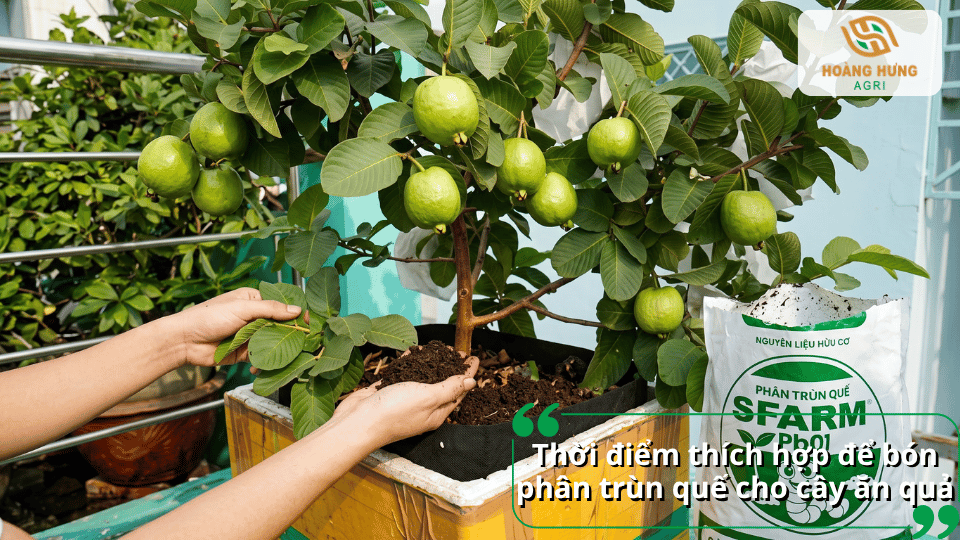 Thời điểm thích hợp để bón phân trùn quế cho cây ăn quả đang sinh trưởng và mang quả.
