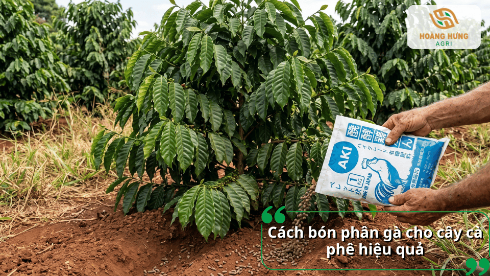 Cách bón phân gà cho cây cà phê theo từng giai đoạn, từ cây non đến cây trưởng thành và thời kỳ mang trái.