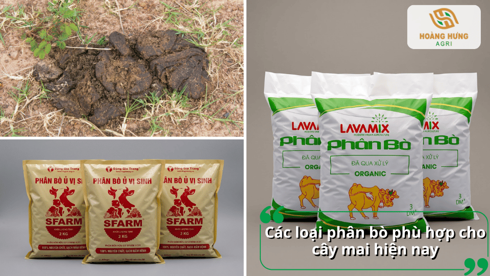 Các loại phân bò phù hợp cho cây mai hiện nay, gồm phân bò đã qua xử lý và phân bò ủ vi sinh.