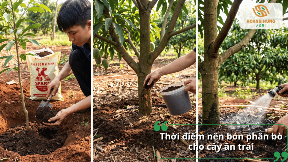 Thời điểm nên bón phân bò cho cây ăn trái theo từng giai đoạn sinh trưởng và phát triển.