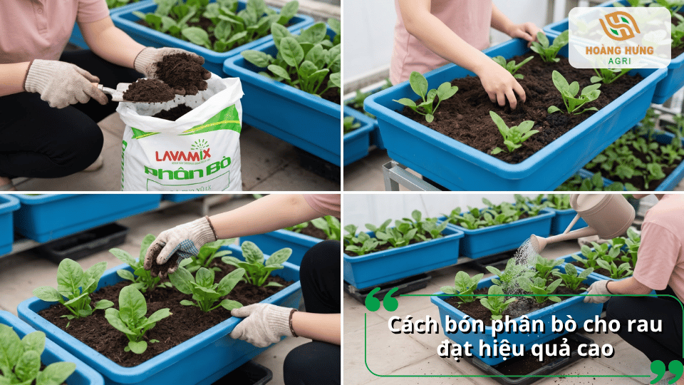 Cách bón phân bò cho rau đạt hiệu quả cao, kết hợp bón phân và chăm sóc cây đúng kỹ thuật.