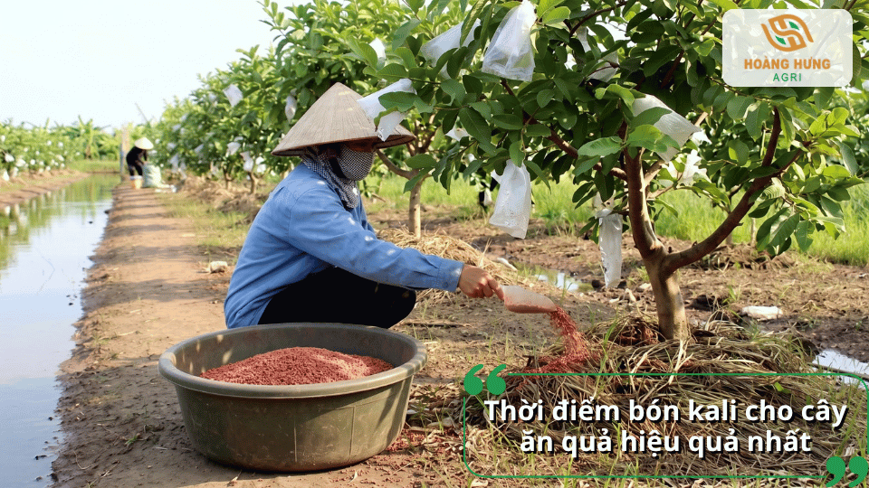 Thời điểm bón kali cho cây ăn quả hiệu quả, phù hợp với từng giai đoạn sinh trưởng.