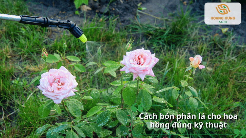 Cách bón phân lá cho hoa hồng đúng kỹ thuật với hình ảnh phun dung dịch phân bón lên lá và hoa của cây.