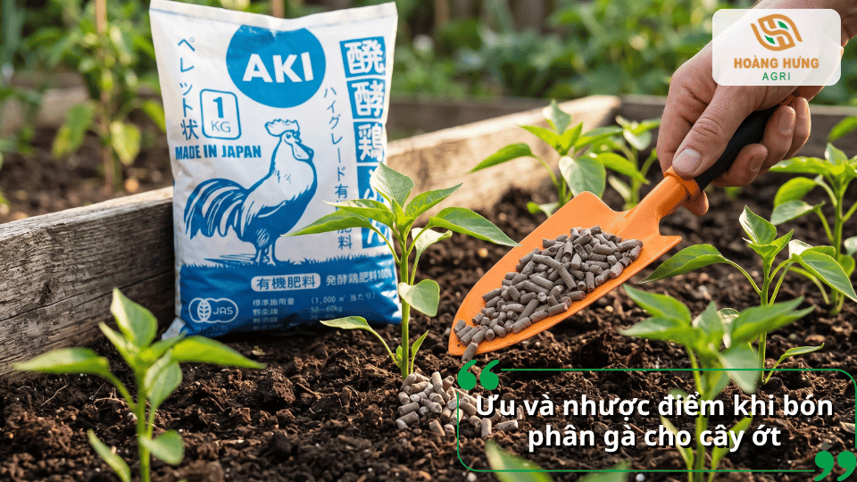 Ưu và nhược điểm khi bón phân gà cho cây ớt cần lưu ý trong quá trình chăm sóc.
