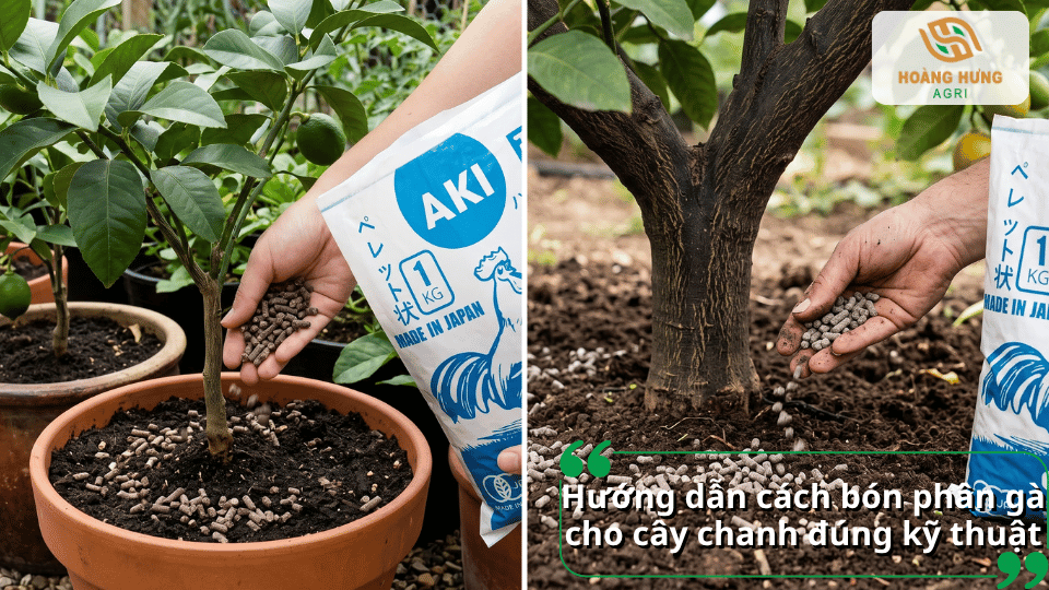 Hướng dẫn cách bón phân gà cho cây chanh đúng kỹ thuật và hiệu quả.
