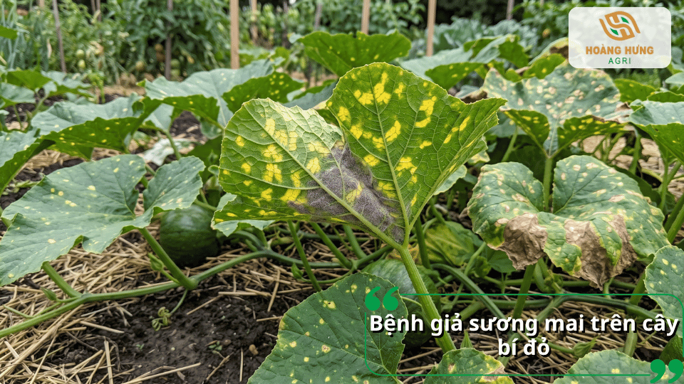 Bệnh giả sương mai trên cây bí đỏ gây đốm vàng nâu và tổn thương trên lá.