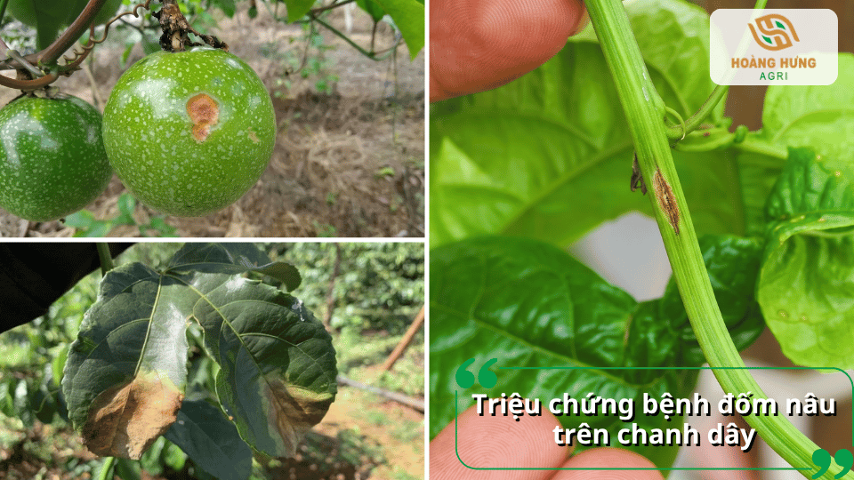 Triệu chứng bệnh đốm nâu trên chanh dây với các vết bệnh xuất hiện trên quả, lá và thân cây.