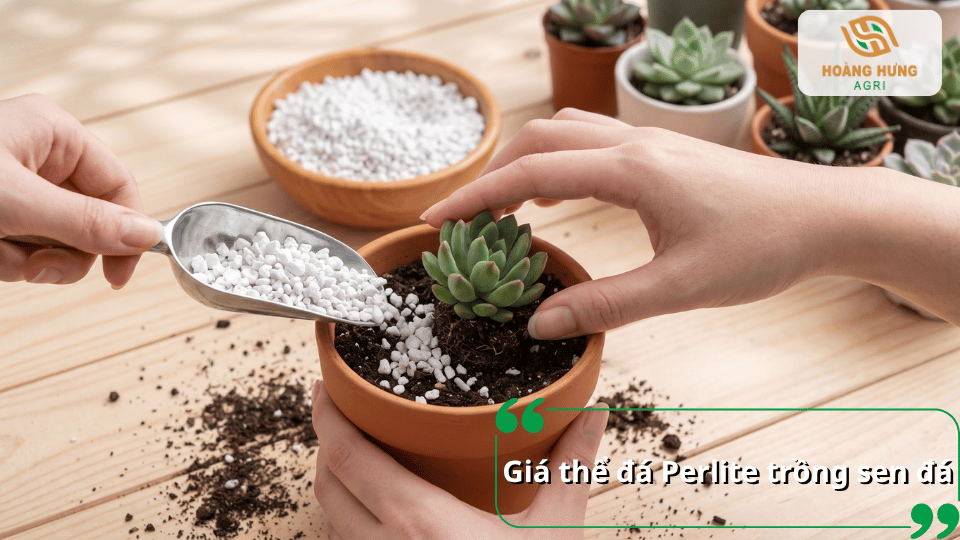 Giá thể đá Perlite trồng sen đá với các hạt Perlite màu trắng được phối trộn cùng đất trong chậu để tạo giá thể phù hợp.