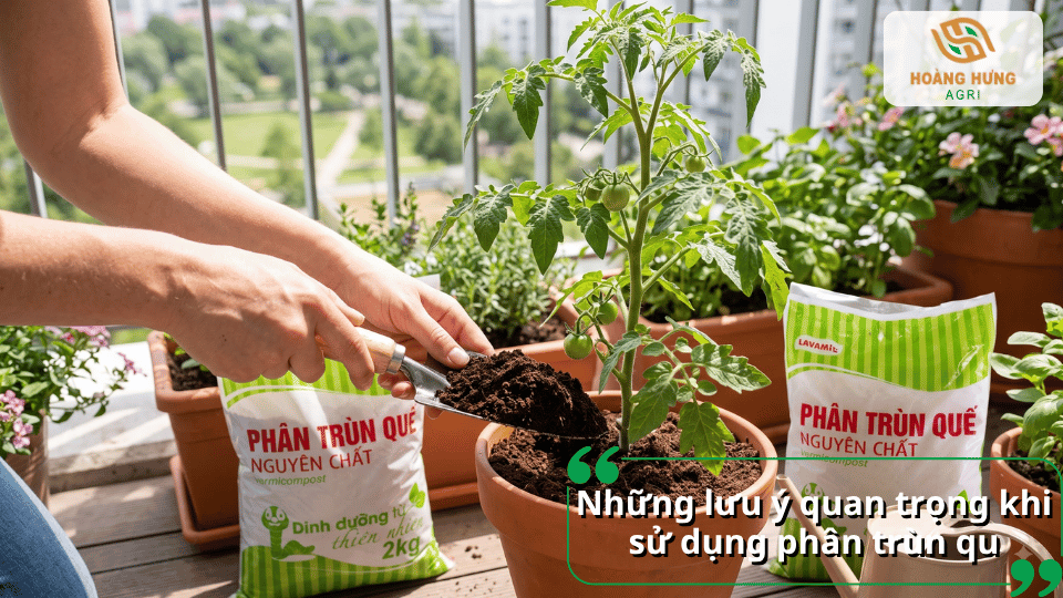 Những lưu ý quan trọng khi sử dụng phân trùn quế cho cà chua.