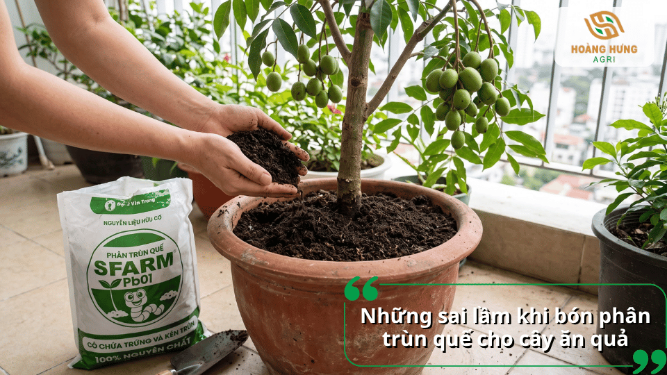 Những sai lầm khi bón phân trùn quế cho cây ăn quả cần tránh.