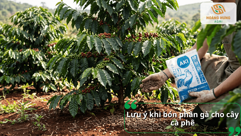 Cách bón phân gà cho cây cà phê hiệu quả, minh họa phân gà dạng viên được rải quanh tán cây trong vườn.